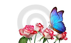 Morpho butterfly sitting on a rose isolated on white. pink roses and a bright blue butterfly close up. decor for greeting card. co