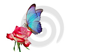 Morpho butterfly sitting on a rose isolated on white. red roses and a bright blue butterfly close up. decor for greeting card