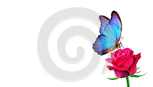 Morpho butterfly sitting on a rose isolated on white. red roses and a bright blue butterfly close up. decor for greeting card. cop