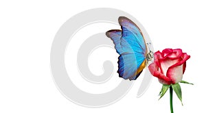 Morpho butterfly sitting on a rose isolated on white. red roses and a bright blue butterfly close up. decor for greeting card. cop