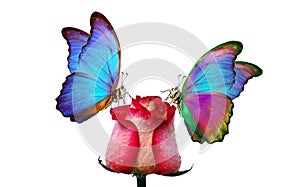 Morpho butterfly sitting on a rose isolated on white. red roses and a bright blue butterfly close up. rose bud in drops of water.