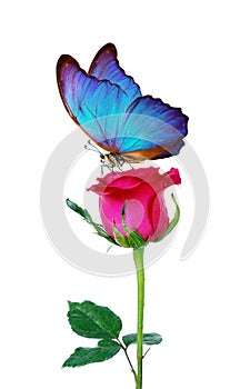 Morpho butterfly sitting on a rose isolated on white. red roses and a bright blue butterfly close up. decor for greeting card.