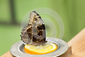 Morpho Helenor butterfly eating citrus, orange. Closeup photo