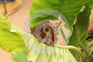 Morpho Helenor photo