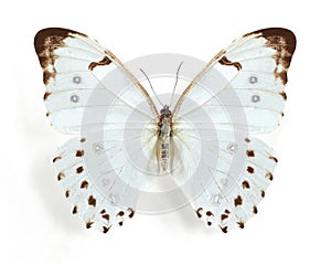 Morpho luna