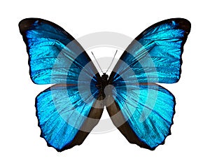 Morpho menelaus photo