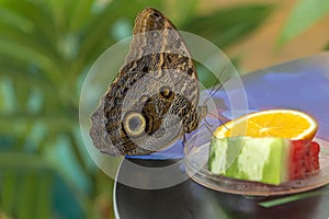 Morpho menelaus is species of butterflies of genus Morpho from family Nymphalidae. Beautiful butterfly feeding fruit in the park