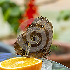 Morpho menelaus is species of butterflies of genus Morpho from family Nymphalidae. Beautiful butterfly feeding fruit in the park