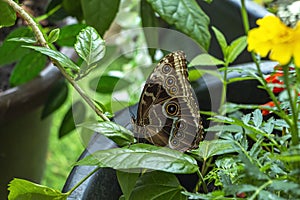 Morpho menelaus is species of butterflies of genus Morpho from family Nymphalidae. Beautiful butterfly sitting on green plants photo