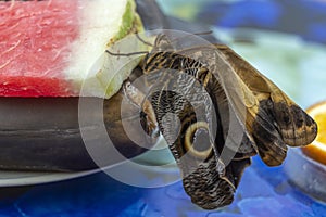 Morpho menelaus is species of butterflies of genus Morpho from family Nymphalidae. Beautiful butterfly sitting just hatched from photo