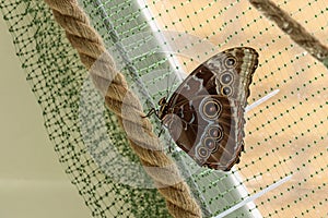 Morpho menelaus is species of butterflies of genus Morpho from family Nymphalidae. Beautiful butterfly sitting on rope in park photo