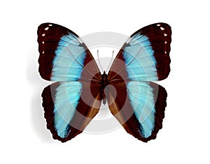 Morpho patroclus