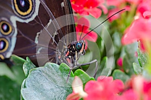 Morpho Peleides