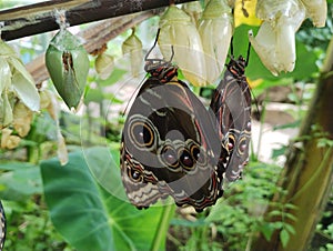 Morpho peleides butterflies