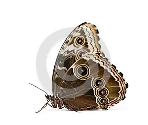 Morpho peleides butterfly photo