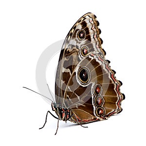 Morpho peleides butterfly photo