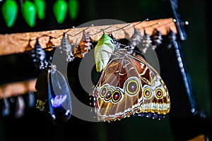 Morpho peleides butterfly and chrysalis photo