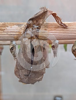 morpho peleides butterfly