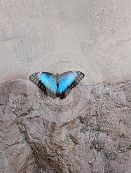 morpho peleides butterfly