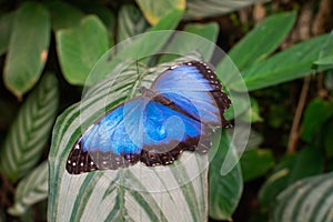 Morpho peleides butterfly, with open wings