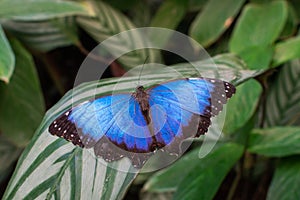 Morpho peleides butterfly, with open wings