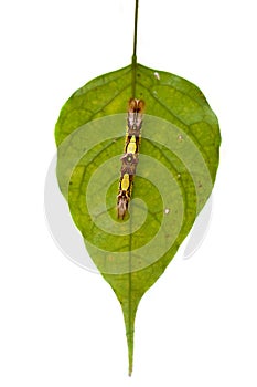 Morpho peleides caterpillar photo
