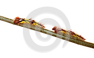 Morpho peleides caterpillars