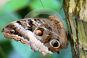 Morpho peleides ot the emperor, an iridescent tropical butterfly.