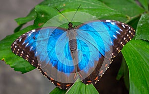 Morpho peleides, the Peleides blue morpho