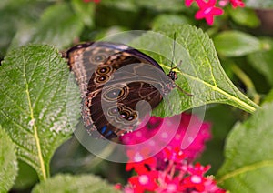 Morpho peleides perched on a leaf in the butterfly garden of the Fort Worth Botanic Gardens.