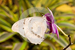 Morpho polyphemus butterfly