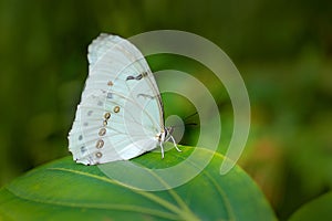 Morpho polyphemus, the white morpho, white butterfly of Mexico and Central America. Big white butterfly, sitting on green leaves,