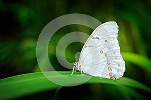 Morpho polyphemus, the white morpho, white butterfly of Mexico and Central America. Big white butterfly, sitting on green leaves,