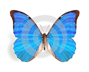Morpho rhetenor