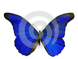 Morpho rhetenor