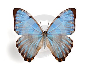 Morpho thamyris