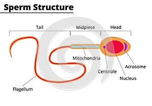 Morphological structure of sperm cell photo