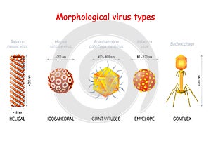 Morphological types and size of viruses