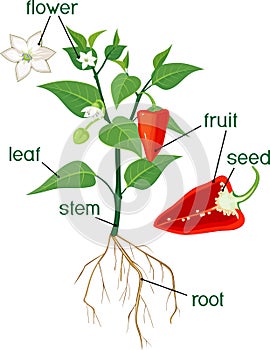Morphology of bell pepper plant photo