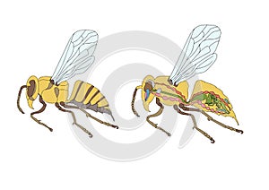 morphology, cross-section of bee
