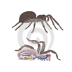 Morphology, cross-section of spider