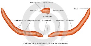 Morphology of earthworm