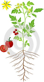 Morphology of flowering tomato plant