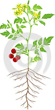 Morphology of flowering tomato plant photo