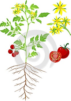Morphology of flowering tomato plant photo
