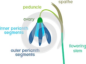 Morphology of Galanthus nivalis or Common snowdrop flower with titles