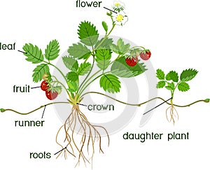 Morphology of garden strawberry plant