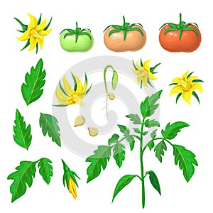Morphology of healthy tomato plant. parts of tomatoes plant set. tomato plant, fruits of various ripeness, flowers