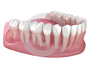 Morphology of human teeth. Medically accurate tooth 3D illustration