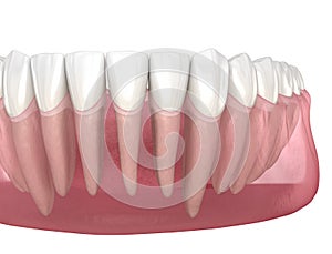 Morphology of human teeth. Medically accurate tooth 3D illustration